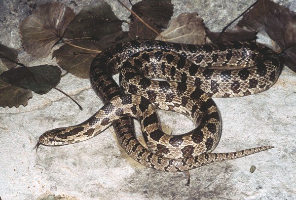 Prairie Kingsnake