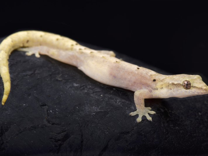 Mourning Gecko