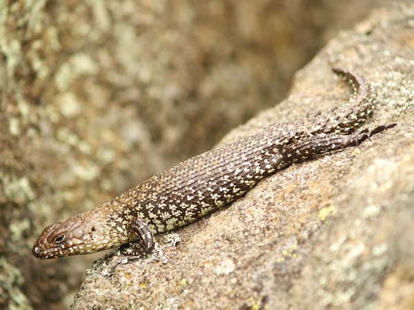 Gidgee Skink