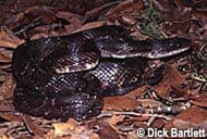 Common Rat Snake