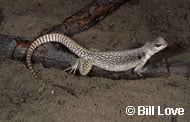 Desert Iguana