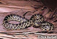 Desert Kingsnake