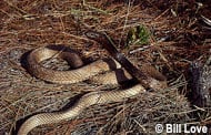 Eastern Coachwhip