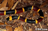 Eastern Coral Snake