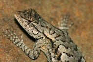 Eastern Fence Lizard