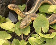 Eastern Garter Snake