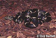 Eastern Kingsnake