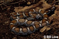 Eastern Milk Snake