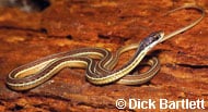 Eastern Ribbon Snake