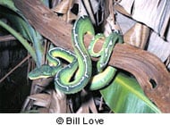 Emerald Tree Boa