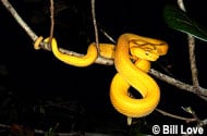 Eyelash Viper