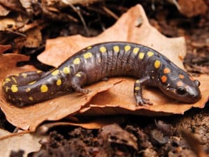 Spotted Salamander