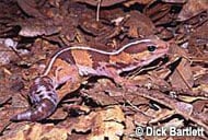 Fat-Tailed Gecko