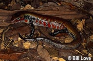 Fire Skink