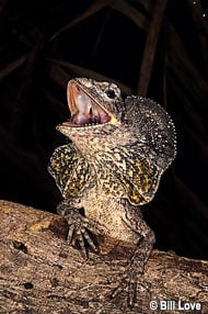 Frilled Lizard