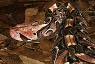 Gaboon Viper