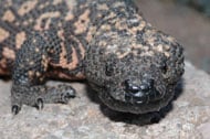 Gila Monster