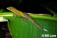 Gold-Dust Day Gecko