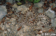 Gopher Snake