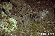 Grand Cayman Blue Iguana