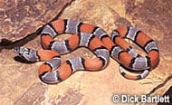 Gray-Banded Kingsnake