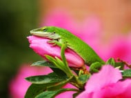 Green Anole