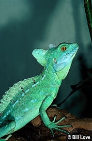 Green Basilisk