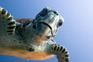 Green Sea Turtle