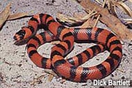 Honduran Milk Snake - Reptiles Magazine