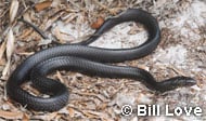 Indigo Snake