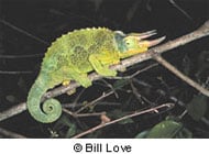 Jackson’s Chameleon