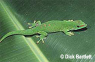 Madagascar Giant Day Gecko