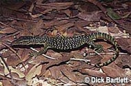 Mangrove Monitor