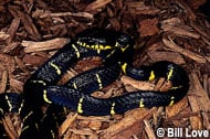 Mangrove Snake