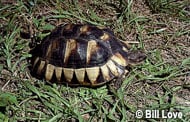 Marginated Tortoise