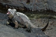 Marine Iguana