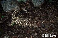 Mexican Beaded Lizard