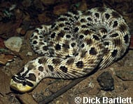 Mexican Hognose