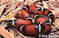 Nelson's Milk Snake