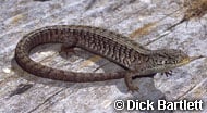 Northern Alligator Lizard