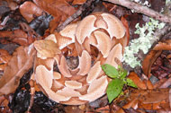 Northern Copperhead