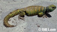 Ornate Uromastyx