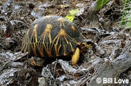 Radiated Tortoise