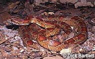 Red Rat Snake