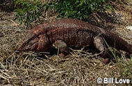 Red Tegu