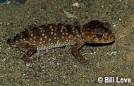 Rough Knob-Tailed Gecko