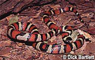 Ruthven's Kingsnake