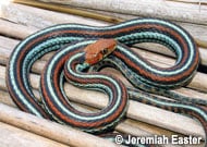 San Francisco Garter Snake