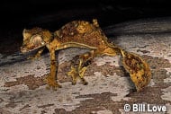 Satanic Leaf-tailed Gecko