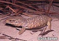 Savannah Monitor